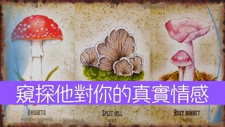 窺探他對你的真實情感！有哪些無法説出來的話~他到底在想什麽？  |曖昧|愛情|戀愛|桃花|塔羅占卜|