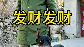 护食，扑人，暴冲的狗狗应该怎么弄？杜宾犬 护食的狗 狗狗的迷惑行为