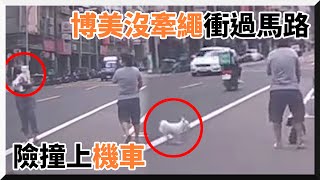 博美沒牽繩衝過馬路險撞機車　男帶臘腸犬散步嚇壞｜社會｜寵物動物｜危險行為