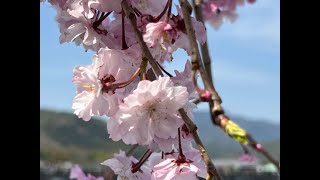 京都　嵯峨野トロッコ列車　桜満開