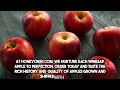 the irresistible legacy of winesap apples experience history u0026 flavor