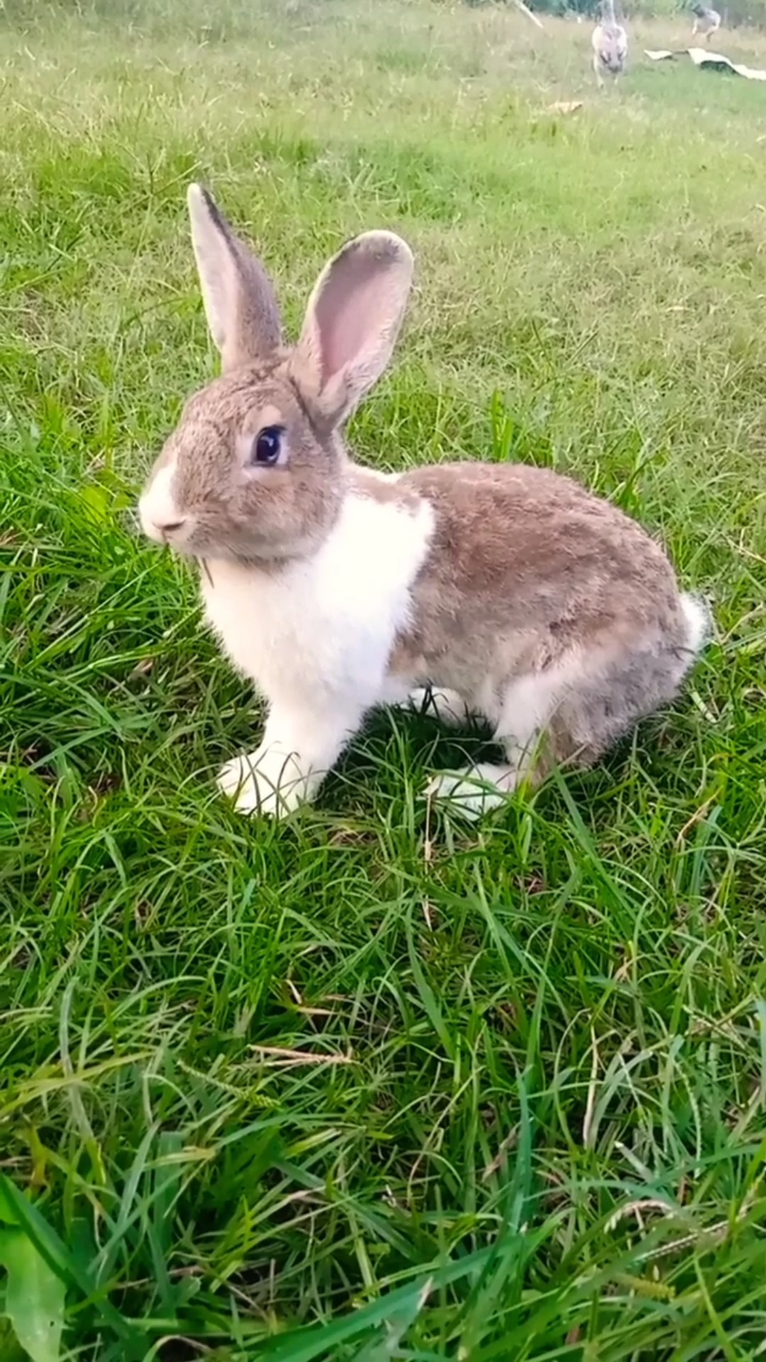 Videos Rabbits Shorts 044c Youtube Videos Rabbits Shorts 044c Youtube