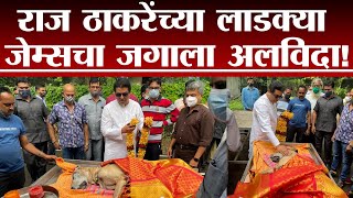 Raj Thackeray | राज ठाकरेंचा लाडका श्वान ‘जेम्स’ गेला, राज ठाकरे अखेरच्या निरोपावेळी भावूक - tv9