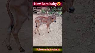 New_Born_Baby. #shortsfeed #love #animals #indiananimals