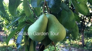 A Minute in the (Sicilian) Garden 42 - Garden Tour - Pears, Persimmons and Squash Blossoms