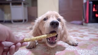 Puppy eating MEATUP CRUNCHY CHICKEN STICK ! ASMR