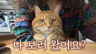 고양이 만지며 사심채우기 / 고양이 맘껏 만지는 일상 속에 텃밭도 가고, 본업도 살짝 보여드림