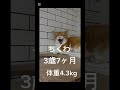 うちの子紹介1人目「ちくわ」　 猫　 愛猫 猫のいる暮らし ねこのいる生活 ねこ ねこ動画 ねこ好き ねこのきもち ねこのいる日常 猫好きさんと繋がりたい ちくわ　 shorts