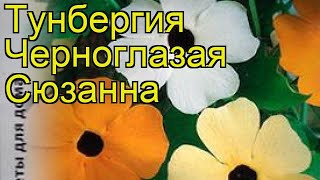 Тунбергия, Сераделла обыкновенная Черноглазая сюзанна. Краткий обзор, описание thunbergia alata