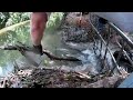 Removing The Beaver Dam Unclogging The Culvert