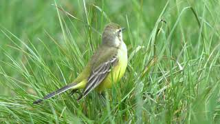 Yellow Wagtails - male and female