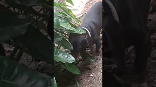 ജാക്കി എന്തോ തിരയുകയാണ് #shorts #doglover #doglovers #dogtraining #dogsofinstagram #dogs #short