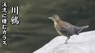 『川鴉・カワガラス』・渓流に棲むカラス