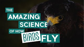 The Amazing Science of How Birds Fly | Wytham Woods