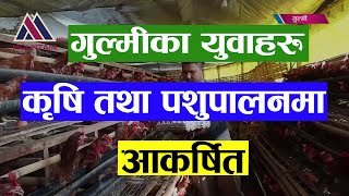 विदेशमा सिकेको आधुनिक प्रविधिका सिप प्रयोग गरि गुल्मीका युवाहरु कृषि तथा पशुपालनमा आकर्षित ।