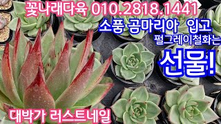 곰마리아가 왔어요! 스프레드마리아 대박가!7만원이상 선물*펄그레이철화*있어요! 꽃나래다육 010.2818.1441 *유료광고포함*