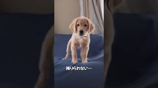 ソファから降りられなくなった生後3ヶ月のゴールデン #ゴールデンレトリバー #ゴールデンレトリーバー子犬 #仔犬 #大型犬 #子犬 #goldenretriever #puppy