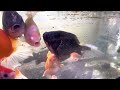 ポゴナ河合の金魚ラジオ　第322回　成長を楽しみたいですね