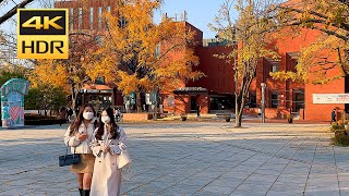 4K HDR Late autumn Daehak-ro Marronnier Park walk/4k high-definition/4k walk/4k video/seoul 4k