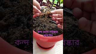 ডালিয়া ফুলের কন্দ আগামী বছরের জন্য কিভাবে সংরক্ষণ করবেন #garden  #daliya #shorts ‎@aponbaranda6449 