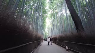 🥷最高8倍速【京都竹林】京都嵐山にある竹林をずっと歩いて探検します KYOTO walking