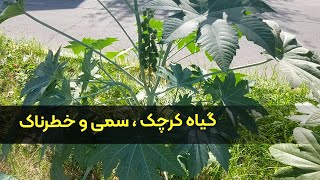 کرچک چیست | گیاه کرچک | دانه کرچک | روغن کرچک