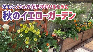 【ガーデニング】小さなお庭／秋のイエローガーデン／夏花を秋も楽しむ／ビオラの植えつけ／裏庭の小菊満開に