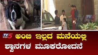 ಅಂಬಿ ಮನೆಯಲ್ಲಿ ಶ್ವಾನಗಳ ಮೂಕರೋದನೆ | Mandya Rebel Star Ambareesh | Ambarish House Dog | TV5 Kannada