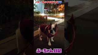 寒いけど、優雅に夜のお散歩　フレンチブルドッグ『ぶーちゃん日記』#dog #frenchbulldog #ペット #frenchton  #犬のいる暮らし #フレンチブルドッグ