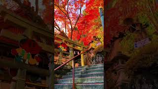 Taroubogu (Aga Shrine) 🍁 #japan #japantravel #shrine