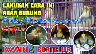 Cara Perawatan Harian Budidaya Ternak Burung Falk / Parkit Australia Agar Cepat Bertelur