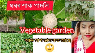 Vegetable garden ///আমাৰ ঘৰত কৰা শাক পাচলি কি কি কৰিছোঁ //সাপ ডাল কত থাকে//