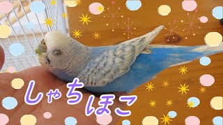 インコのチビ ついに大人になる≪しゃちほこの日≫