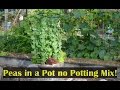 Growing Peas in a Pot Container Gardening Small Spaces