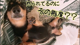 怒られてるのに態度の悪いミニチュアダックスフンド