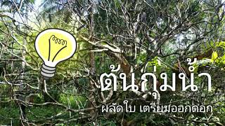 ต้นกุ่มน้ำ  ep.1