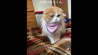 You are ..... what 🤣 cute ❤️ Maro-kun 😹  君は.....なんて🤣　　　  可愛い❤️ まろ　くん😹