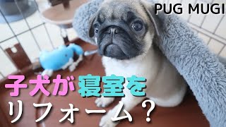 【パグ/賢い】子犬パグがベッドをリフォームする一部始終♪