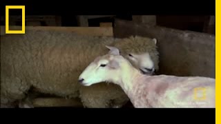 From Sheep to Rug | National Geographic