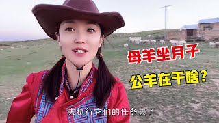 【牧牧】049草原羊群如何分工？母羊带娃回家坐月子，公羊在新群劳作太卖力