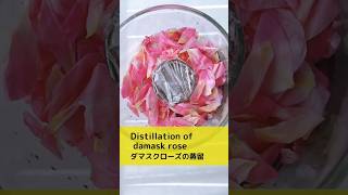 Distillation of  damask rose ダマスクローズの蒸留 #shorts #distillation #herbs