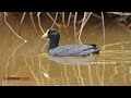 white winged coot fulica leucoptera call white winged coot sound u0026 song white winged coot video