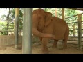 touching footage of elephant cry to dead best friend elephantnews