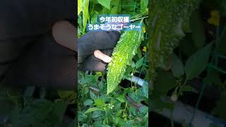 #ゴーヤー栽培　#初収穫ゴーヤー　#無農薬栽培　#夏野菜栽培　#キュウリ🥒　2024.6.22