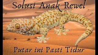 Suara Tokek | Suara Tokek Seram | Anak PASTI TIDUR