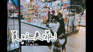 [shalom一隻黑柴]帶柴犬去買玩具！沒想到竟然自己挑這種玩具...?