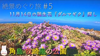 【絶景めぐり旅#5】11月14日の誕生花『ダルマギク』を探しに行って♪角島の牧崎風の公園で遊歩道散策と奥野のチクワとタコのはっちゃんを食べる会。