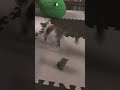 子猫の1人運動会