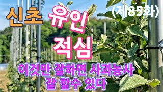 사과나무 신초(새순) 유인,적심 하기