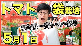 【全国一斉トマバ祭り】トマト栽培用の培養土とトマトの苗を全国一斉に5月1日に植えよう【参加者募集】